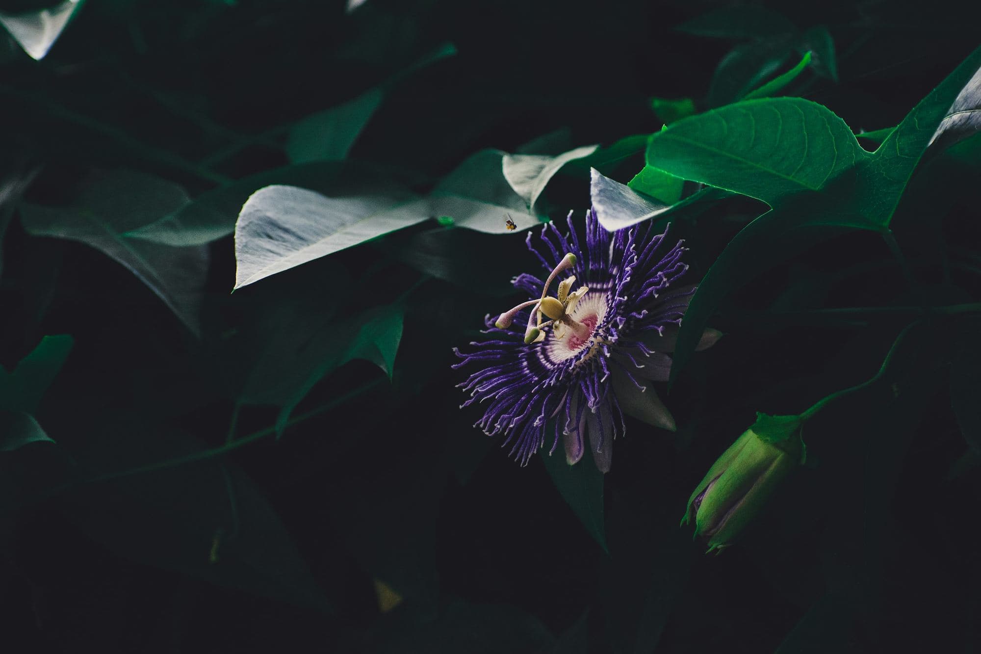 A violet passionflower among dark leaves